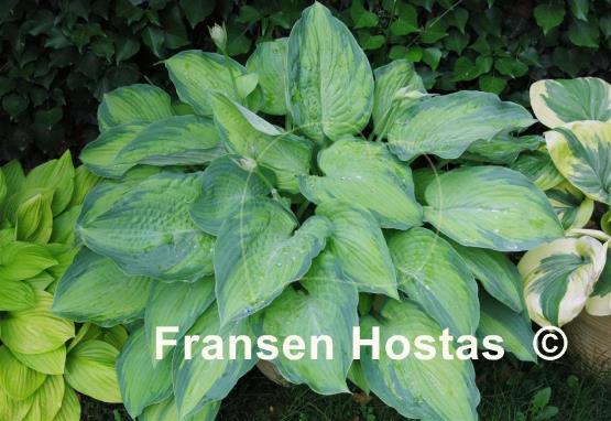 Hosta Step Sister